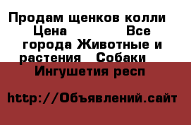 Продам щенков колли › Цена ­ 15 000 - Все города Животные и растения » Собаки   . Ингушетия респ.